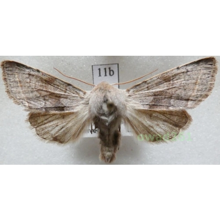 Orthosia opima (Hübner, 1809) Czech11b